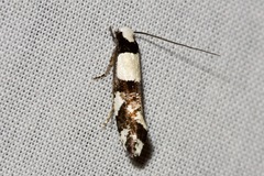 Monopis icterogastra