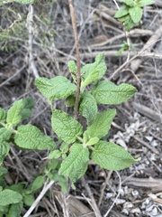 Lepechinia cardiophylla