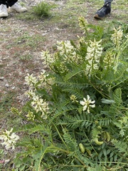 Astragalus pomonensis