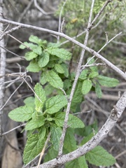 Lepechinia cardiophylla