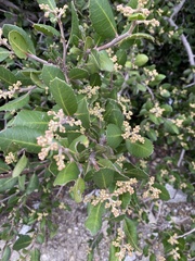 Rhus integrifolia