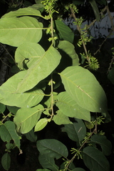 Cestrum racemosum