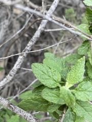 Lepechinia cardiophylla
