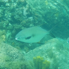 Trachinotus falcatus