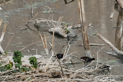 Trachemys hartwegi