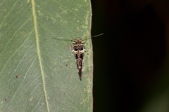 Macrobathra ceraunobola