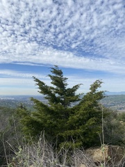 Cupressus forbesii