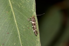 Macrobathra ceraunobola