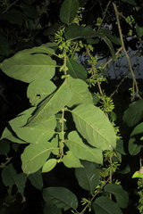 Cestrum racemosum