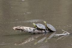 Trachemys hartwegi