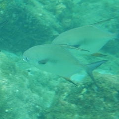 Trachinotus falcatus