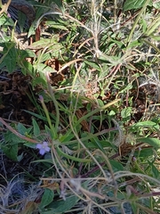 Epilobium parviflorum