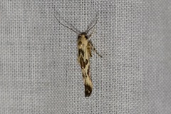 Stathmopoda melanochra