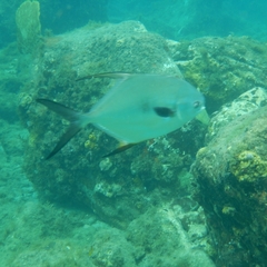 Trachinotus falcatus