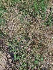 Epilobium parviflorum