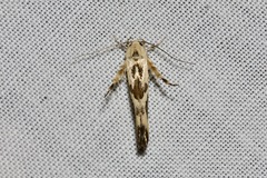 Stathmopoda melanochra