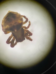 Acanthepeira