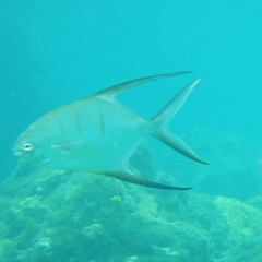 Trachinotus goodei