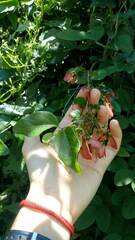 Heteropterys dumetorum