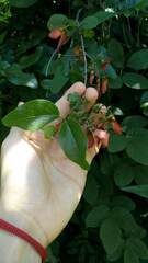 Heteropterys dumetorum