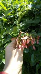 Heteropterys dumetorum