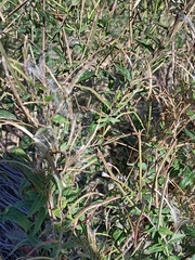 Epilobium parviflorum