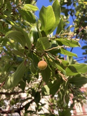 Arbutus