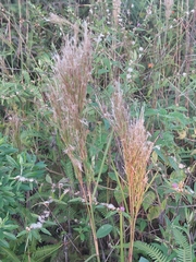 Andropogon bicornis