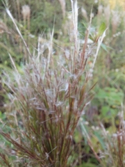 Andropogon bicornis