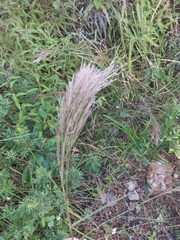 Andropogon bicornis