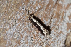 Tineinae