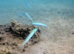 Ptereleotris microlepis
