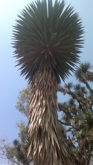 Yucca filifera