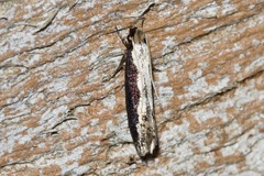 Tineinae