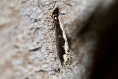 Tineinae