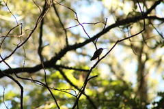 Lampornis
