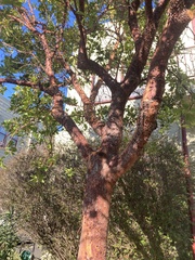 Arbutus