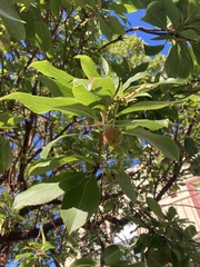 Arbutus