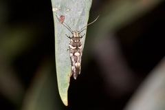 Macrobathra myriophthalma