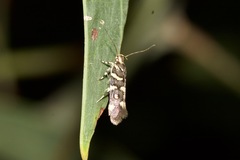 Macrobathra myriophthalma