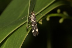 Macrobathra myriophthalma