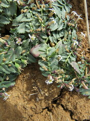 Lobelia concolor