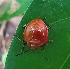 Corynomalus laevigatus