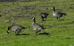 Branta hutchinsii leucopareia
