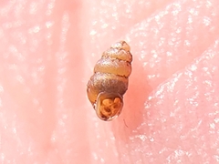 Pupilloidea