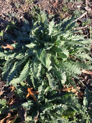 Engelmannia peristenia