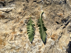 Engelmannia peristenia