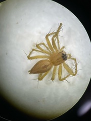 Oxyopes salticus