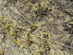 Solanum esuriale