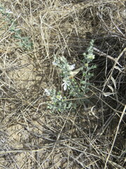 Teucrium racemosum